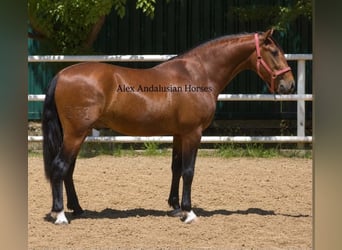 PRE Mix, Stallion, 3 years, 15.1 hh, Brown