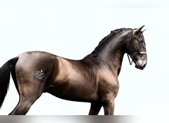 PRE Mix, Stallion, 6 years, 16.1 hh, Black