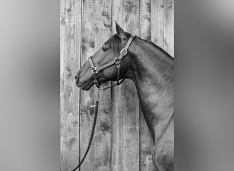 PRE, Stallion, 19 years, 15.1 hh, Black