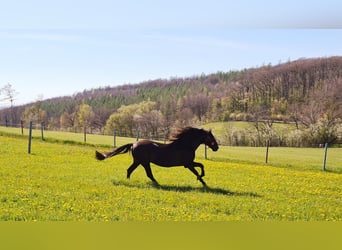 PRE, Stallion, 19 years, 15.1 hh, Black