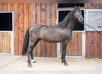 PRE, Stallion, 19 years, 15.1 hh, Black