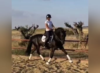PRE, Stallion, 15 years, 15.2 hh, Black