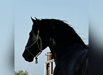 PRE, Stallion, 15 years, 15.2 hh, Black