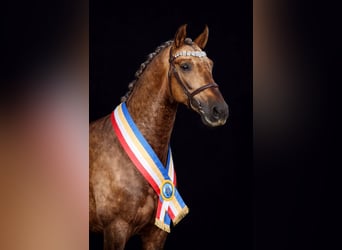 PRE, Stallion, 8 years, 16 hh, Palomino