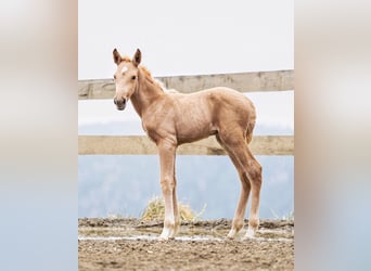 PRE, Stallion, 8 years, 16 hh, Palomino