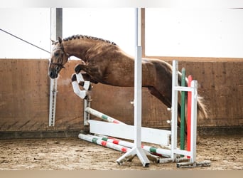 PRE, Stallion, 8 years, 16 hh, Palomino