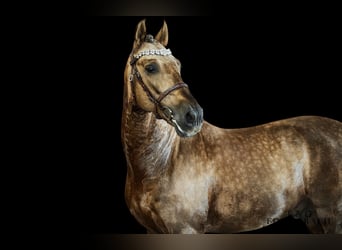 PRE, Stallion, 8 years, 16 hh, Palomino