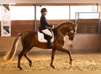 PRE, Stallion, 8 years, 16 hh, Palomino