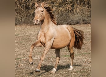 PRE, Stallion, 6 years, 16 hh, Pearl