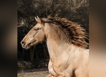 PRE, Stallion, 6 years, 16 hh, Pearl