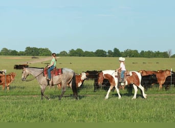 Quarter Pony, Gelding, 4 years, Pinto