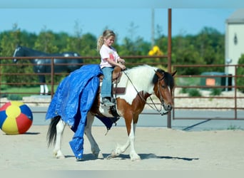 Quarter Pony, Gelding, 4 years, Pinto
