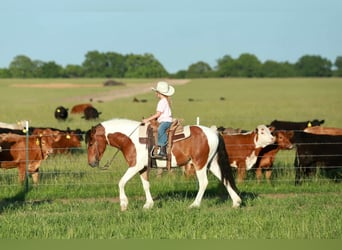 Quarter Pony, Gelding, 4 years, Pinto