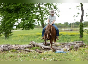 Quarter Pony, Gelding, 9 years
