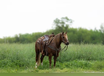 Quarter Pony, Gelding, 9 years