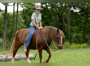 Quarter Pony, Gelding, 9 years