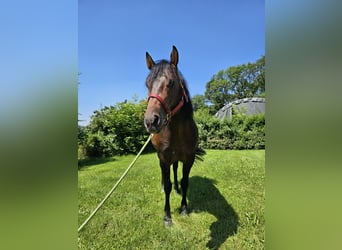 American Quarter Horse, Stallion, 6 years, 14.2 hh, Bay-Dark