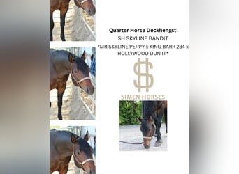 American Quarter Horse, Stallion, 6 years, 14.2 hh, Bay-Dark