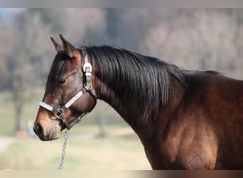 American Quarter Horse, Stallion, 6 years, 14.2 hh, Bay-Dark