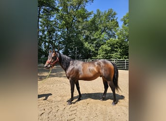 American Quarter Horse, Stallion, 6 years, 14.2 hh, Bay-Dark