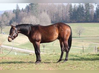 American Quarter Horse, Stallion, 6 years, 14.2 hh, Bay-Dark