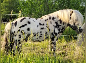 Shetland Ponies, Stallion, 16 years, 10.1 hh, Leopard-Piebald