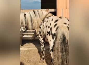 Shetland Ponies, Stallion, 16 years, 10.1 hh, Leopard-Piebald