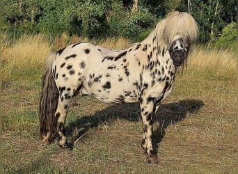 Shetland Ponies, Stallion, 16 years, 10.1 hh, Leopard-Piebald
