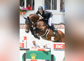Spanish Sporthorse, Unknown, Embryo