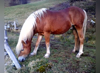 Haflinger, Stallion, 21 years, 14.1 hh, Chestnut-Red