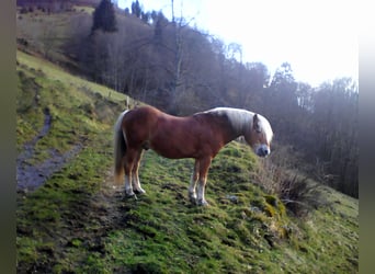 Haflinger, Stallion, 21 years, 14.1 hh, Chestnut-Red