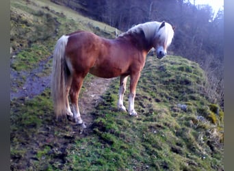 Haflinger, Stallion, 21 years, 14.1 hh, Chestnut-Red