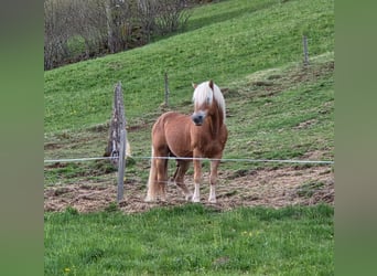 Haflinger, Stallion, 21 years, 14.1 hh, Chestnut-Red