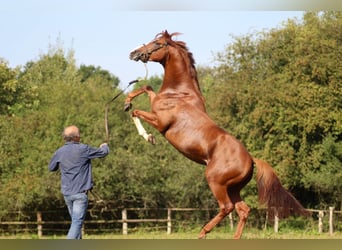 Thoroughbred, Stallion, 7 years, 16 hh, Chestnut-Red