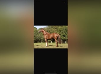 Thoroughbred, Stallion, 7 years, 16 hh, Chestnut-Red