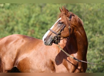 Thoroughbred, Stallion, 7 years, 16 hh, Chestnut-Red