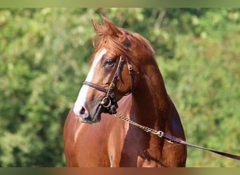 Thoroughbred, Stallion, 7 years, 16 hh, Chestnut-Red