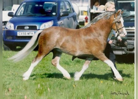 Welsh A (Mountain Pony), Stallion, 20 years, 11.1 hh, Chestnut-Red