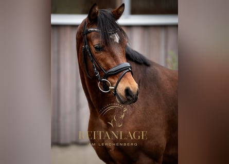 Welsh PB (Partbred), Gelding, 6 years, 14.2 hh, Brown