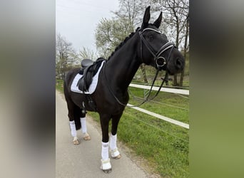 Westphalian, Mare, 4 years, 16 hh, Black