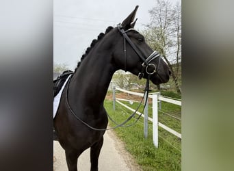 Westphalian, Mare, 4 years, 16 hh, Black