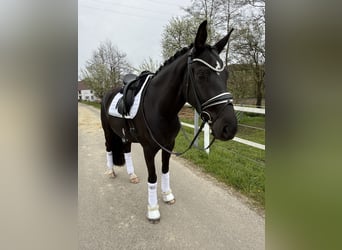 Westphalian, Mare, 4 years, 16 hh, Black