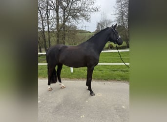 Westphalian, Mare, 4 years, 16 hh, Black