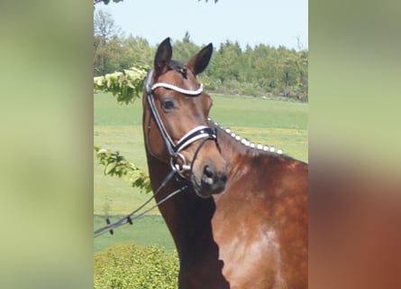 Westphalian, Mare, 6 years, 16.1 hh, Brown