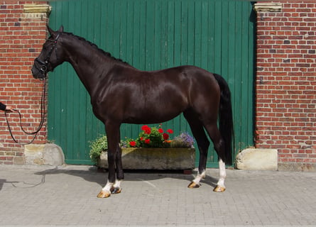 Westphalian, Mare, 6 years, 16.2 hh, Smoky-Black