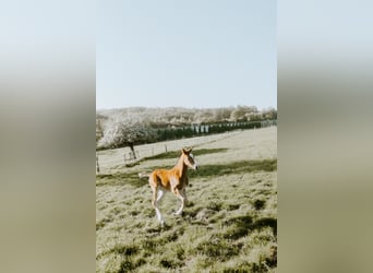Westphalian, Stallion, Foal (03/2026), Bay-Dark