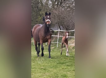 Westphalian, Stallion, Foal (03/2026), Bay-Dark