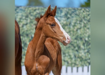 Westphalian, Stallion, Foal (02/2026), Chestnut-Red