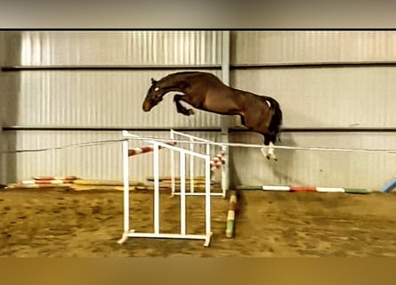 Zangersheider, Stallion, 5 years, 16 hh, Brown