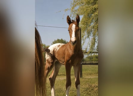 Zangersheider, Stallion, Foal (05/2026), 16.1 hh, Leopard-Piebald